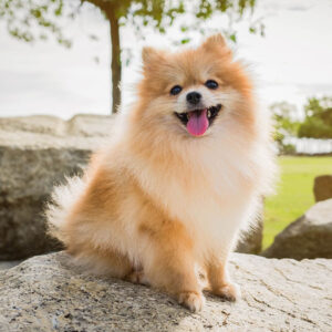 Pomeranian dog