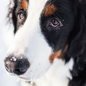 Mountain dog