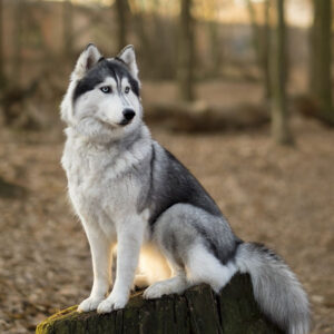 Siberian Husky dog