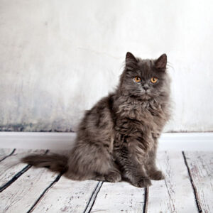 Persian cat